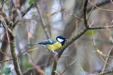 Adult great tit perched in the rain © fluffandshutter