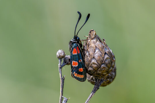 Carniolan Burnet Moth (Zygaena carniolica) Resting on a Dry Seed Head