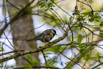 Adult great tit perched on a branch © fluffandshutter