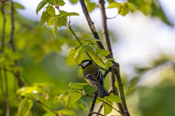 Adult great tit in green foliage © fluffandshutter