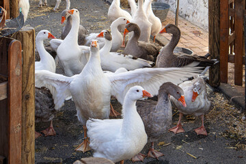 Flock of white and grey geese gather on a path with one goose spreading its wings © catocala