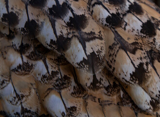 Close up of mottled black and beige plumage of a Eurasian eagle owl showing feather details © catocala