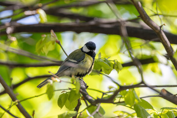Adult great tit among green leaves © fluffandshutter