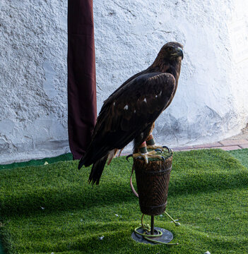 Profile view of a golden eagle standing on a perch in front of a white wall in a falconry setting