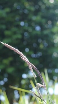 Wild cogon grass backlit by sunlight, with wind-blown leaves creating a bokeh effect.