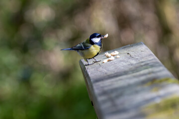 Obraz premium Adult great tit feeding on peanuts