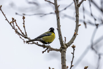 Adult great tit on a budding twig © fluffandshutter