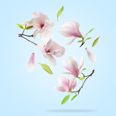 Beautiful magnolia flowers and leaves falling against pastel blue background © New Africa