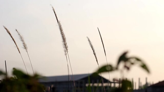 Wild cogon grass blowing in the wind during a sunrise