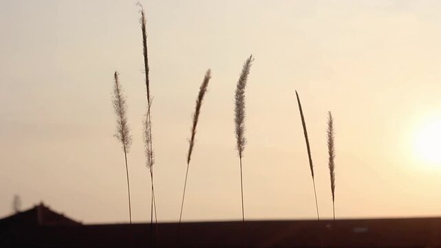 Wild cogon grass blowing in the wind during a sunrise