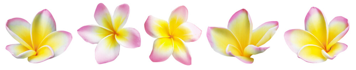 Pink plumeria flowers isolated on white, set. Tropical plant © New Africa