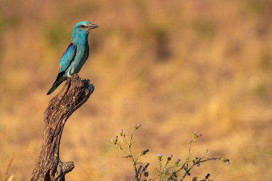 European roller perched on a branch. Coracias garrulus.