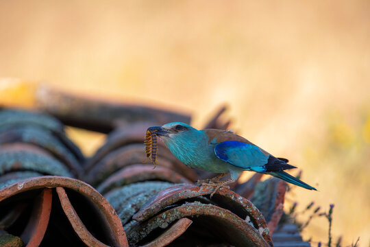 European roller perched on a rooftop. Coracias garrulus.