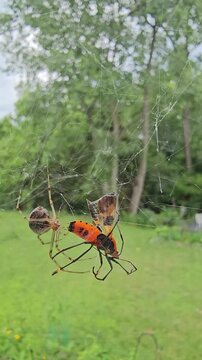 Spider crawling towards prey caught in web vertical video