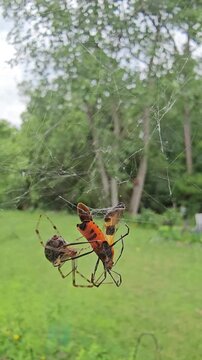 Spider wrapping prey with web encasing milkweed bug vertical video
