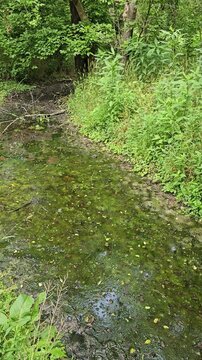 Bubbling salt spring overgrown with algae and swarming insects vertical video