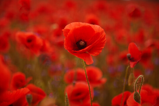 Red poppy field blooming during summer season
