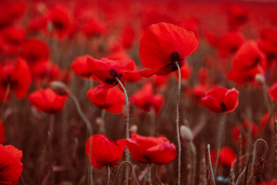 Red poppies blooming in field with vibrant colors