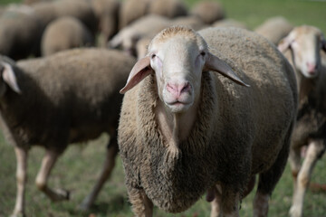 Obraz premium Sheep in a pasture. An older sheep looks at the camera.