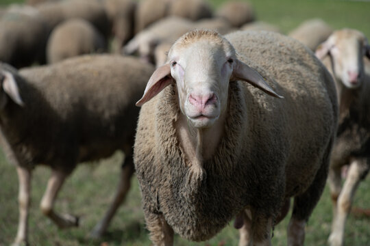Sheep in a pasture. An older sheep looks at the camera.