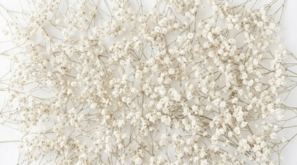 Fototapeta premium Delicate white gypsophila flowers scattered on flat white background.