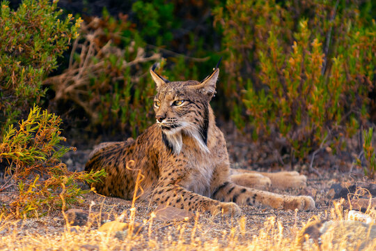 Iberian Lynx watching in Castilla La Mancha, Spain.