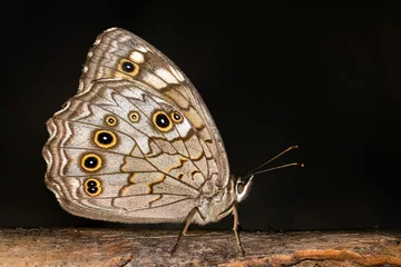Fotobehang Vlinder Macro shots, Beautiful nature scene. Closeup beautiful butterfly sitting on the flower in a summer garden.  © blackdiamond67