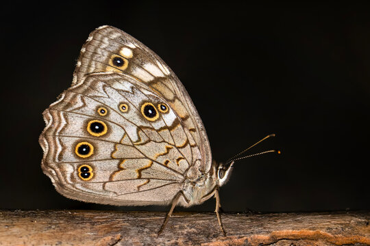 Macro shots, Beautiful nature scene. Closeup beautiful butterfly sitting on the flower in a summer garden.