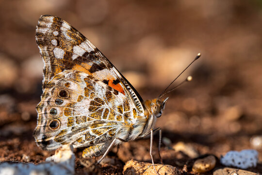 Macro shots, Beautiful nature scene. Closeup beautiful butterfly sitting on the flower in a summer garden.
