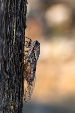 Beautiful nature scene macro cicada molting. Showing of eyes and wing detail.Cicada in the wildlife nature habitat using as background or wallpaper.Cicada insect stick on tree