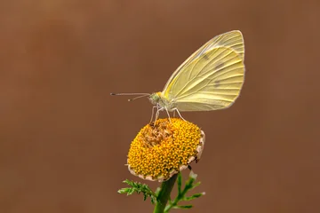 Fotobehang Vlinder Macro shots, Beautiful nature scene. Closeup beautiful butterfly sitting on the flower in a summer garden.  © blackdiamond67