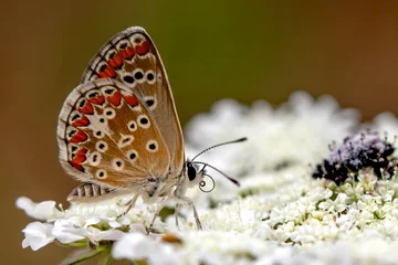 Fotobehang Vlinder Macro shots, Beautiful nature scene. Closeup beautiful butterfly sitting on the flower in a summer garden.  © blackdiamond67
