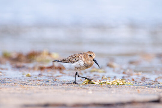 Dunlin, calidris alpina feeding on the beach sand.