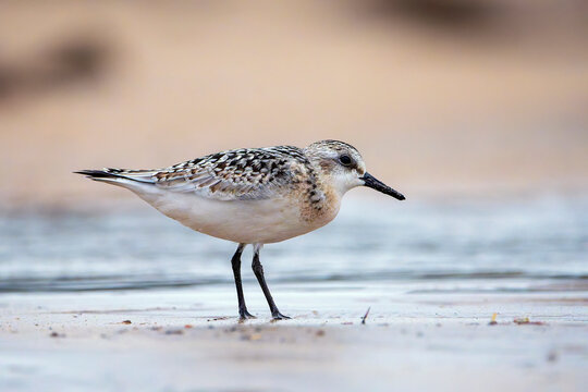 Sanderling resting on the coast.