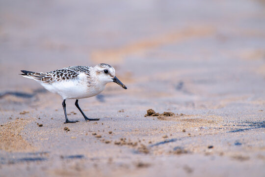 Sanderling resting on the coast.