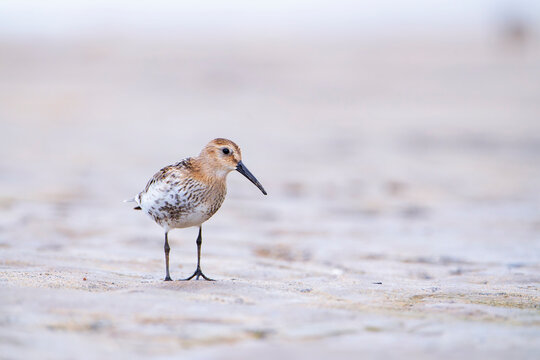 Dunlin, calidris alpina feeding on the beach sand.