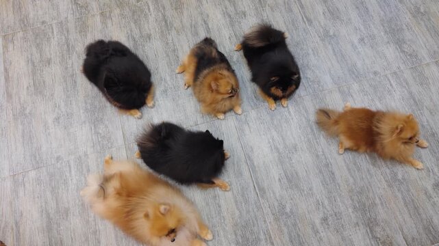 Pomeranian puppies of mixed colors lying and interacting on a light gray tiled floor, cozy social scene highlighting playful, friendly companionship and charming fluffy faces