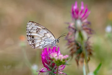 Fotobehang Vlinder Macro shots, Beautiful nature scene. Closeup beautiful butterfly sitting on the flower in a summer garden.  © blackdiamond67