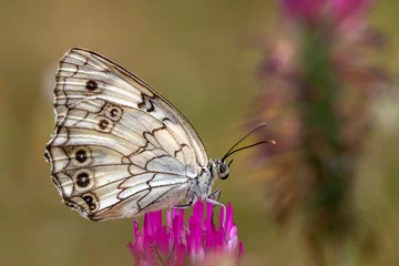 Fotobehang Vlinder Macro shots, Beautiful nature scene. Closeup beautiful butterfly sitting on the flower in a summer garden.  © blackdiamond67