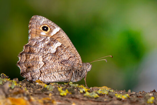 Macro shots, Beautiful nature scene. Closeup beautiful butterfly sitting on the flower in a summer garden.