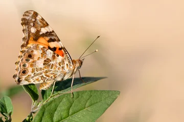 Fotobehang Vlinder Macro shots, Beautiful nature scene. Closeup beautiful butterfly sitting on the flower in a summer garden.  © blackdiamond67