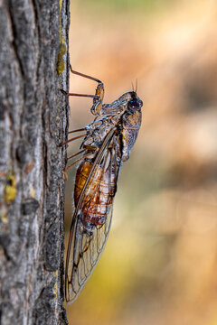 Beautiful nature scene macro cicada molting. Showing of eyes and wing detail.Cicada in the wildlife nature habitat using as background or wallpaper.Cicada insect stick on tree