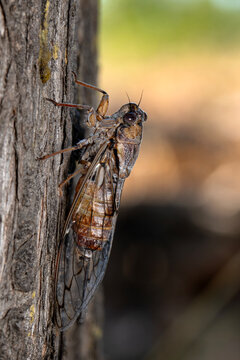 Beautiful nature scene macro cicada molting. Showing of eyes and wing detail.Cicada in the wildlife nature habitat using as background or wallpaper.Cicada insect stick on tree