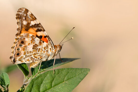 Macro shots, Beautiful nature scene. Closeup beautiful butterfly sitting on the flower in a summer garden.