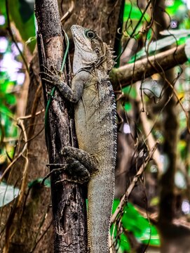  A lizard from the forest dragon group, or the genus Hypsilurus (often called the forest dragon), which is characterized by a row of small spines along its back and scales on its head and neck. 