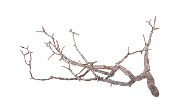 Realistic dead leafless tree branch with dry wood texture for environment compositing and matte painting PNG cutout transparent background
