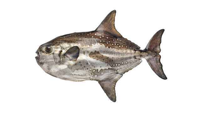An isolated opah fish, also known as moonfish or kingfish, displayed against a clean white background