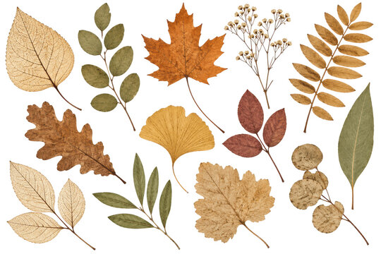 Collection of dried autumn leaves and flowers isolated on white background, pressed botanical elements for fall branding, seasonal invitations, and organic nature design projects