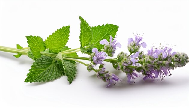 nepeta sprig with flowers isolated on white background