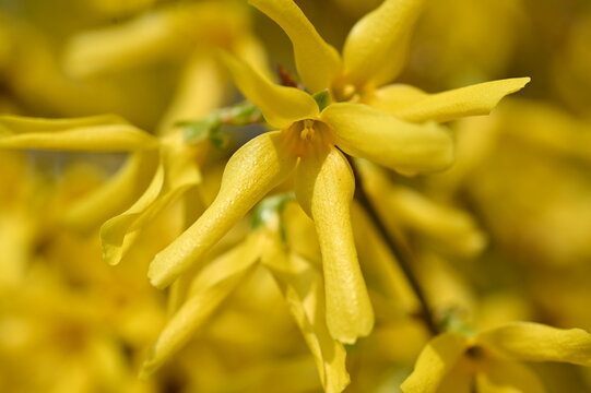 Forsythia